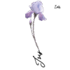 iris Fleur aquarelle avec prénom iris