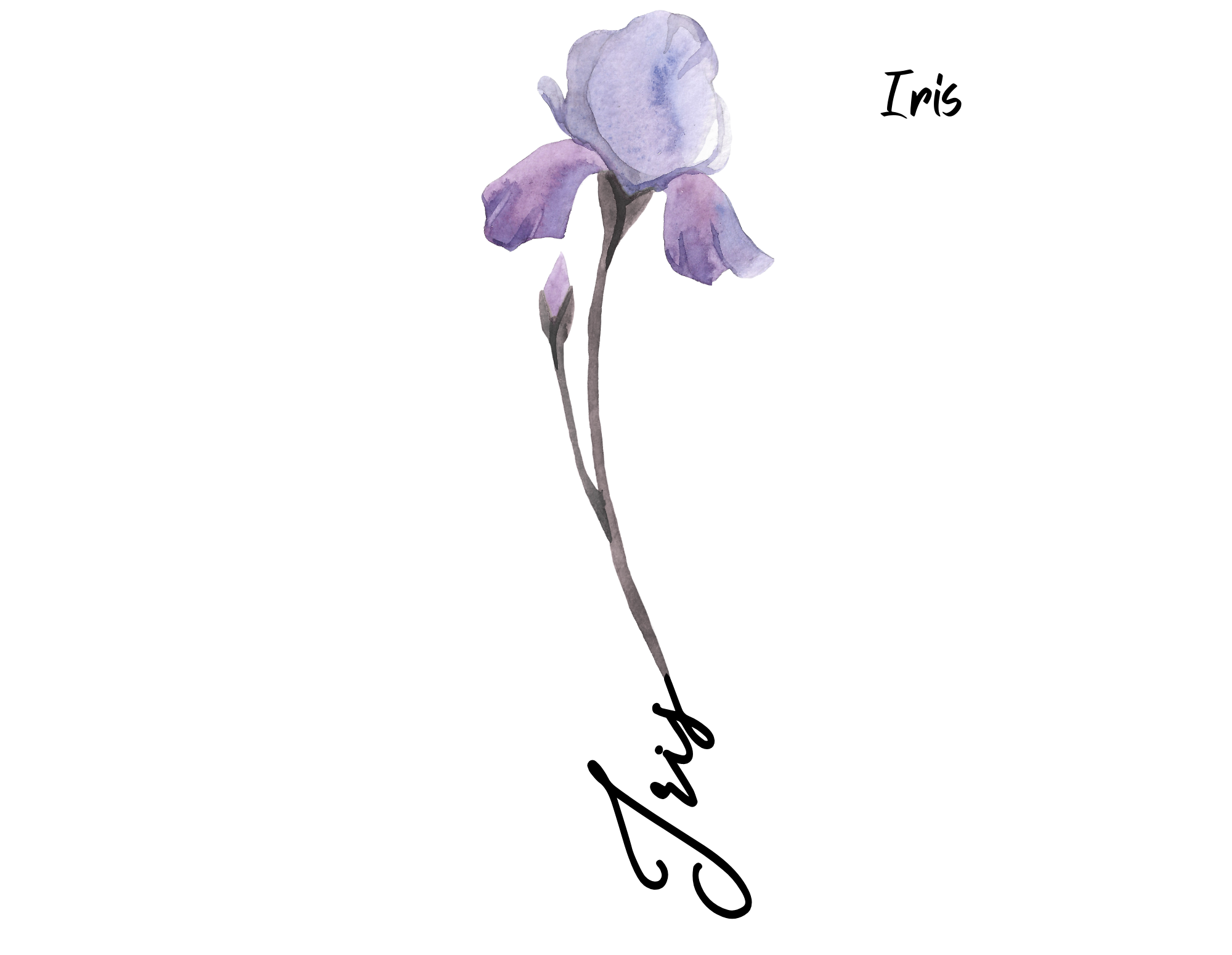 iris Fleur aquarelle avec prénom iris