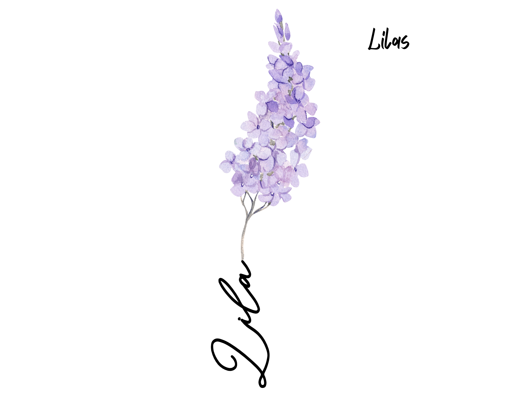 lilas Fleur aquarelle avec prénom lilas