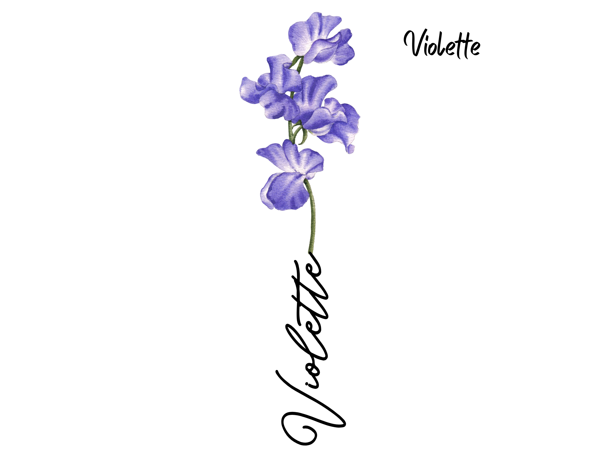 violette Fleur aquarelle avec prénom violette